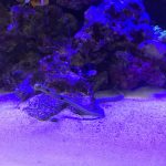 水の中のヘビ〜チンアナゴ〜