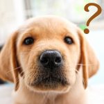 ペットの仏具は何を使えばいいの？？