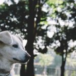 飼い主として犬を迎えるマナー