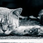 道路で猫や動物の死体を見つけたらすぐに連絡を