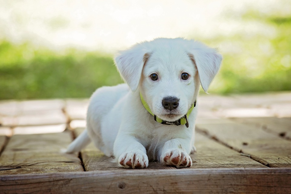 白い子犬