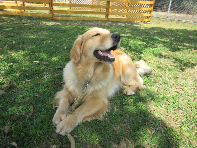 外でリラックするしている犬