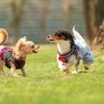 犬の火葬についての注意点