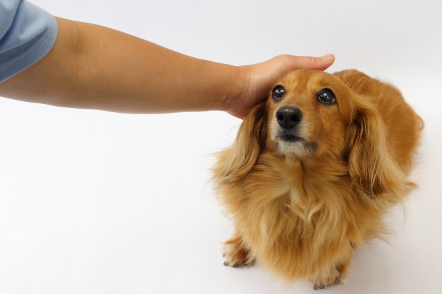 犬とのスキンシップ