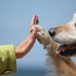 【完全保存版】犬の火葬を依頼するときにチェックしておきたい9つのポイント