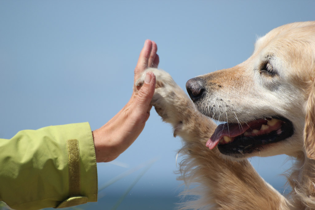 完全保存版 犬の火葬を依頼するときにチェックしておきたい9つの