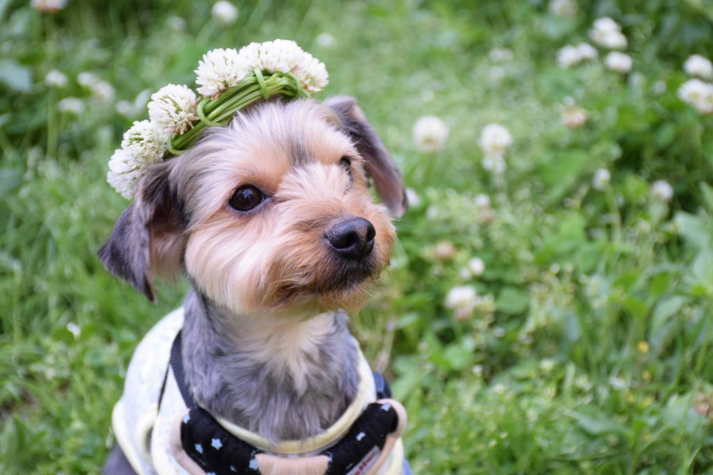 花冠を被る犬