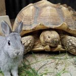 様々なペットの安置