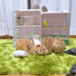 ペットを飼う前に読んでください