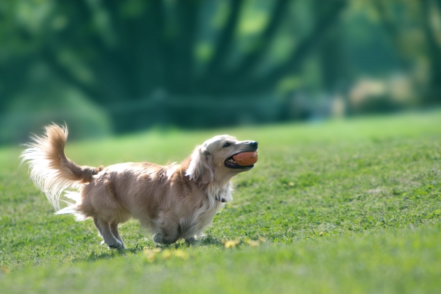 愛犬