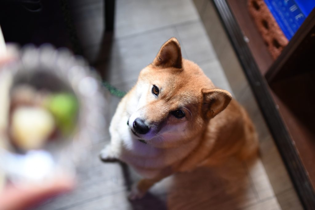 食事が出されるのを待つ犬