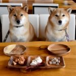 【重要】犬が食べてはいけないNG食べ物12種