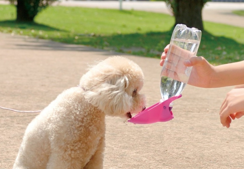 散歩途中で水を飲む犬