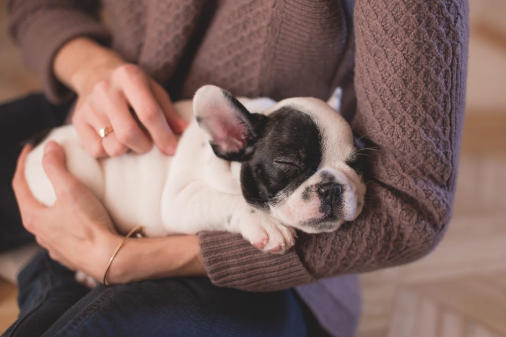 人に抱きかかえられリラックスする犬