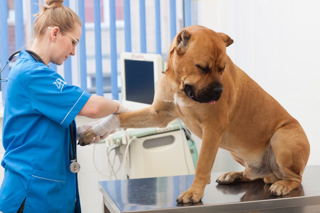 動物病院で処置中の犬