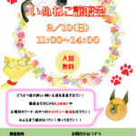 2/10(日)犬猫譲渡会