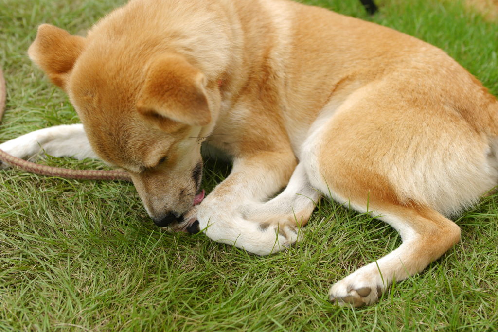 毛づくろいする犬