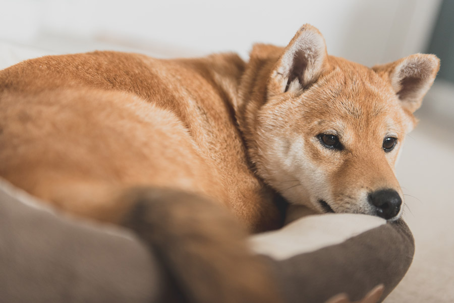 具合の悪い犬