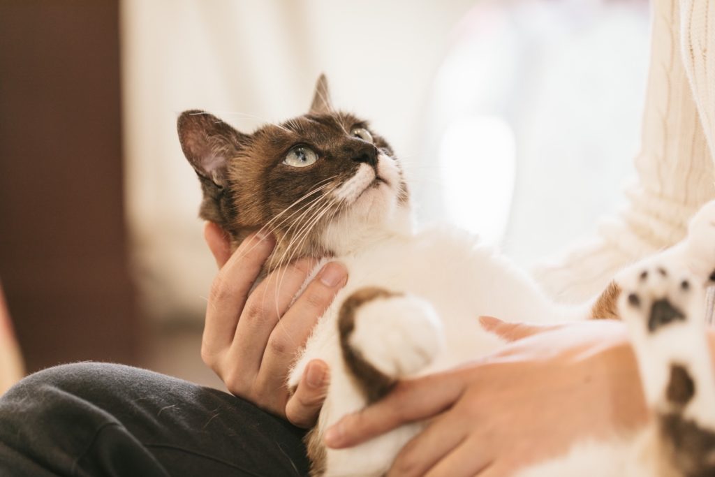 猫ちゃんからの最後のサインを見逃さないために 東京都のペット葬儀 ペット火葬なら大森ペット霊堂