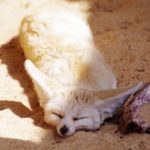 フェネックの火葬について