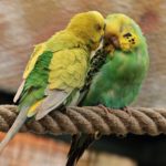 インコやオウム、フクロウなどの鳥のペット火葬について