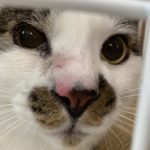 ちーちゃん（保護猫）｜ペット葬儀、火葬の受付を担当させていただきます。