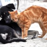 犬や猫などのペット葬儀について知っておいて欲しい3つの葬儀形式