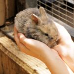 学校で飼っている動物3種