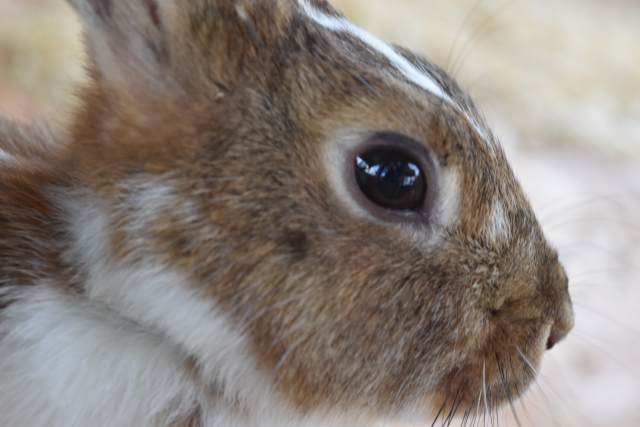 うさぎ 火葬