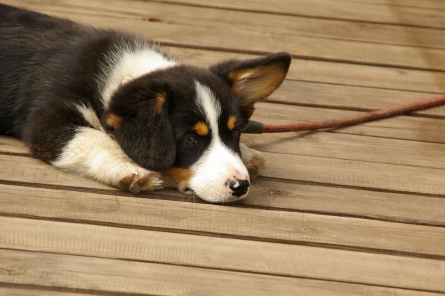 犬 死期