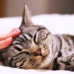 猫の火葬はどこにお願いするべき？失敗しないためにやるべきこととは