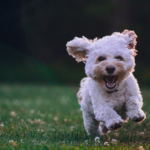 愛犬の火葬において最善の方法、家族だからしてあげたいこと