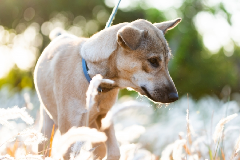 愛犬の弔い 東京都での犬の葬儀で必ずするべき3つのこと 東京都のペット葬儀 ペット火葬なら大森ペット霊堂