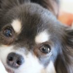 犬や猫だけじゃない！小動物や爬虫類などのエキゾチックの火葬もできる？？