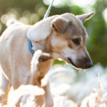 愛犬の弔い。東京都での犬の葬儀で必ずするべき3つのこと