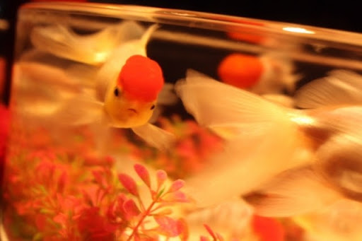 疲れた現代人におすすめ 魚をペットとして迎える為に知っておきたい事とは 東京都のペット葬儀 ペット火葬なら大森ペット霊堂