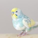 インコが亡くなったらどうする？葬儀をするべき3つの理由