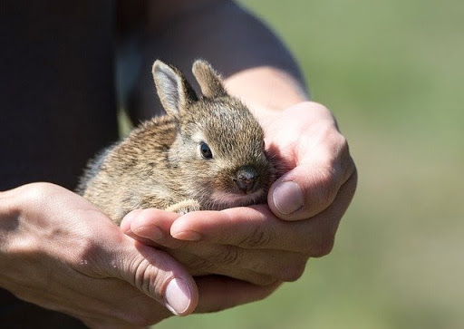 うさぎが死んだらどうする 突然死の真相や死後にできる供養方法とは 東京都のペット葬儀 ペット火葬なら大森ペット霊堂 うさぎが死んだらどうする 突然死の真相や死後にできる供養方法とは 東京都のペット葬儀 ペット火葬なら大森ペット霊堂