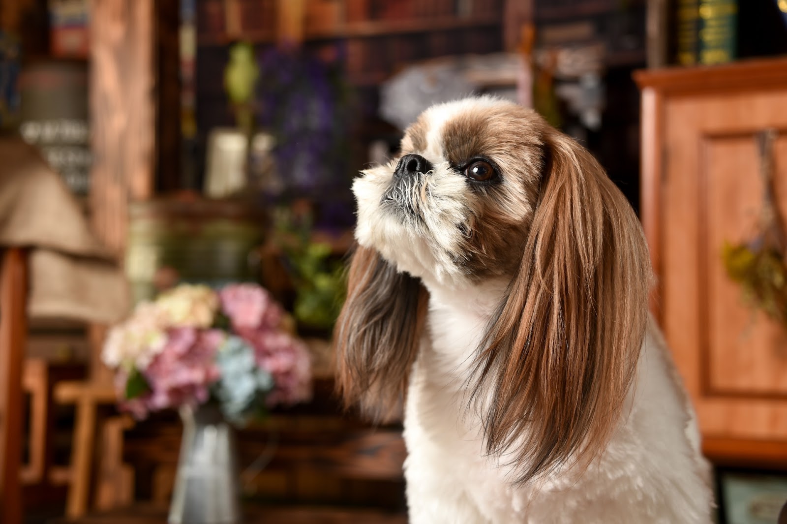 犬が死ぬ直前みせる兆候とは 飼い主にできることや最期の過ごし方 東京都のペット葬儀 ペット火葬なら大森ペット霊堂