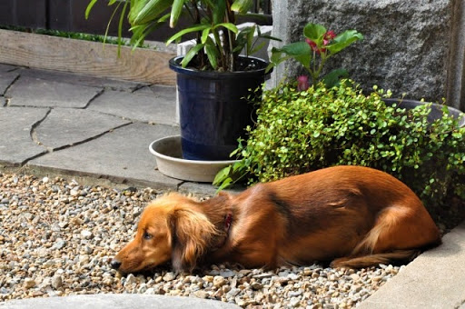 ミニチュアダックスフンドの寿命は何歳 長生きする飼い方のコツとは 東京都のペット葬儀 ペット火葬なら大森ペット霊堂 ミニチュアダックスフンドの寿命は何歳 長生きする飼い方のコツとは 東京都のペット葬儀 ペット火葬なら大森ペット霊堂