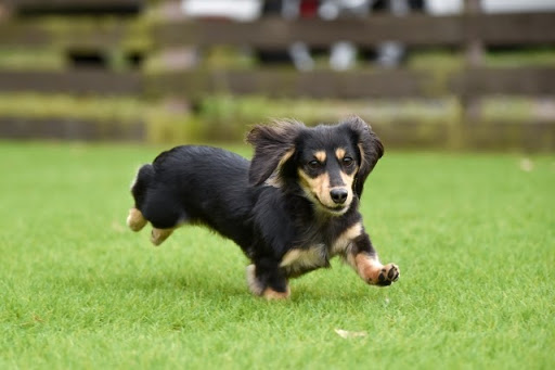 ミニチュアダックスフンドの寿命は何歳 長生きする飼い方のコツとは 東京都のペット葬儀 ペット火葬なら大森ペット霊堂