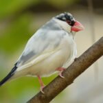 文鳥の火葬後は遺骨を残せる？キレイな状態で供養するために