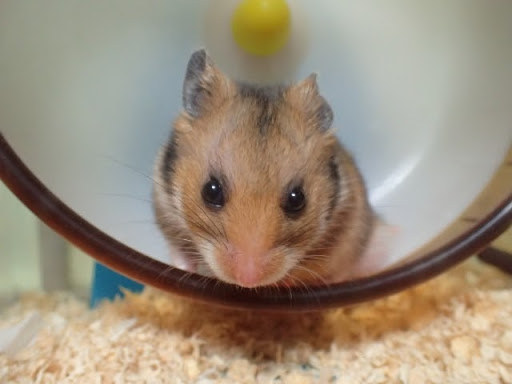 ハムスターの寿命は短い 長寿のポイントと後悔しないお別れのために 東京都のペット葬儀 ペット火葬なら大森ペット霊堂