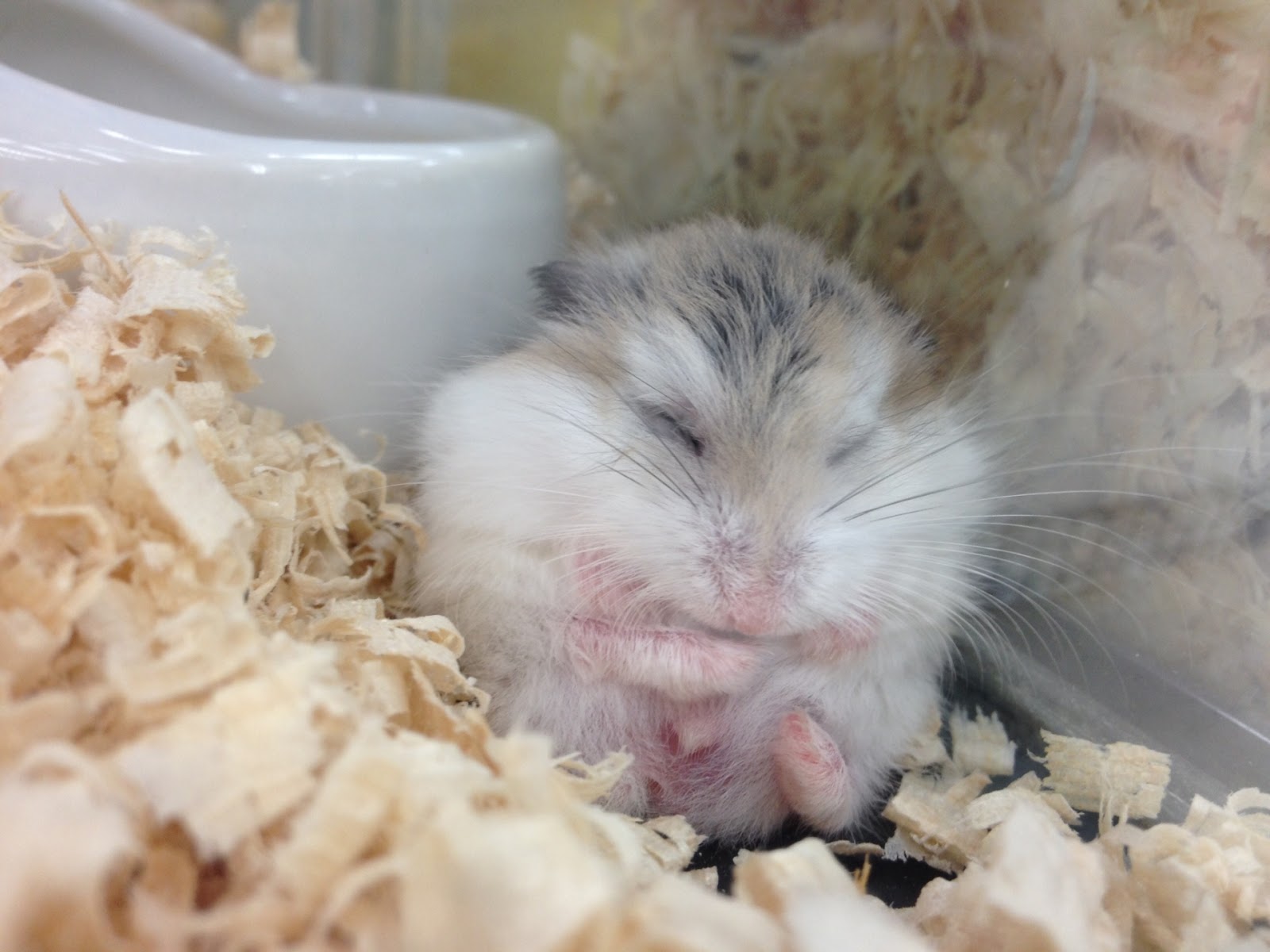 ペット火葬場でハムスターも供養できる 死後の対応や供養方法とは 東京都のペット葬儀 ペット火葬なら大森ペット霊堂