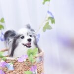 愛犬が死んだらやるべきことは？亡くなってから火葬後までの流れと注意点