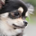 犬の火葬の費用はどれくらいかかる？知っておくべきポイントとは