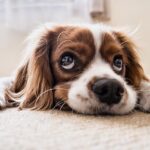 犬の火葬を東京で行える場所はどのぐらいある？後悔しない選び方とは