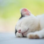 猫の葬儀の準備は何をしておけばいい？葬儀は任せるのに最適な場所とは