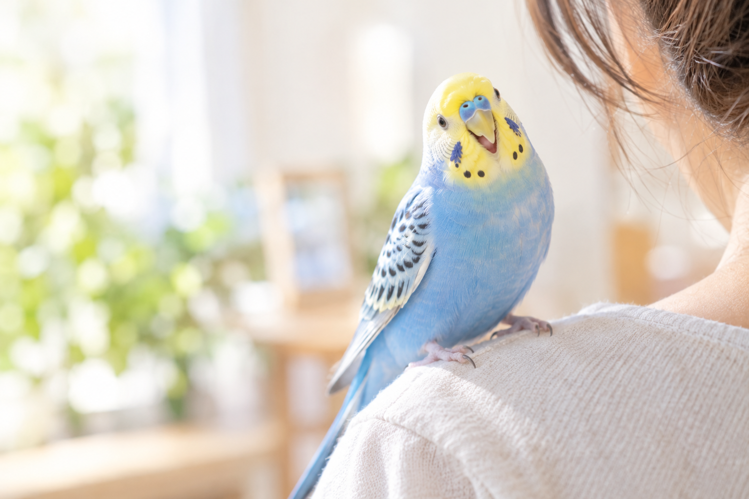 元気だったころの小鳥