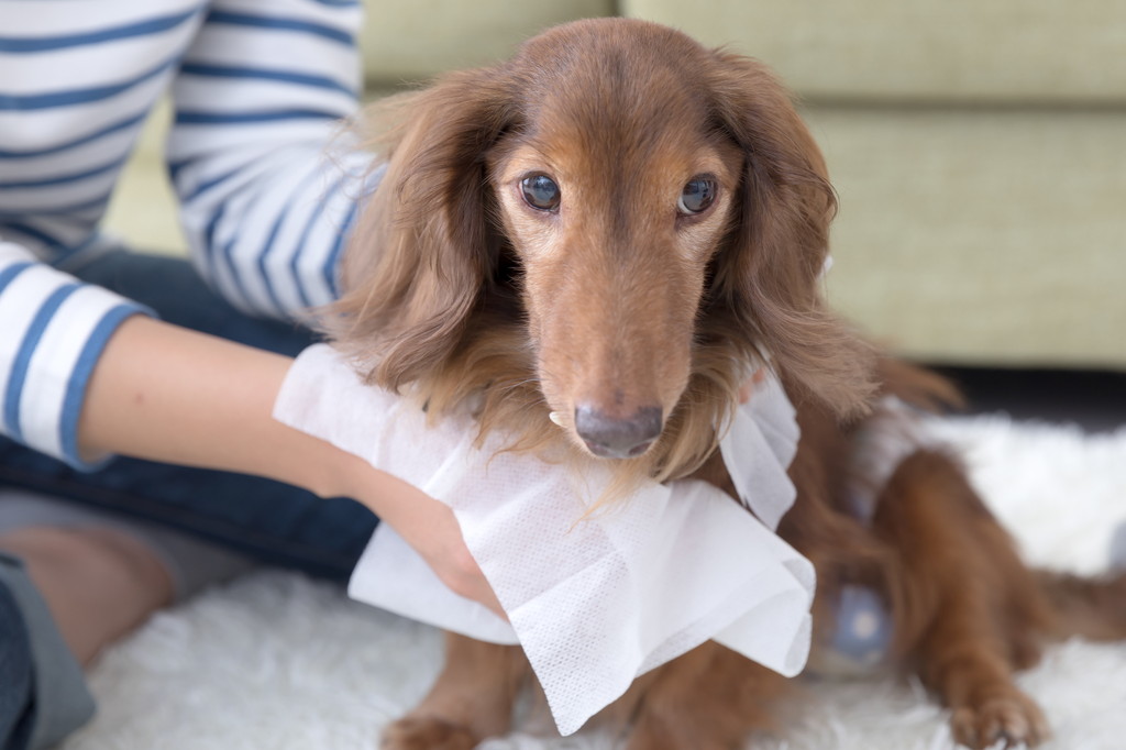 老犬が起き上がれない原因と飼い主がとるべき対処について